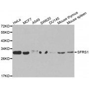 Western blot analysis of extracts of various cell lines, using SRSF1 antibody (abx001388) at 1/1000 dilution.