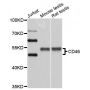 Western blot analysis of extracts of various cell lines, using CD46 antibody (abx001390) at 1/1000 dilution.