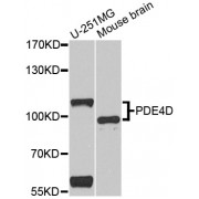 Western blot analysis of extracts of various cell lines, using PDE4D antibody (abx001394) at 1/1000 dilution.