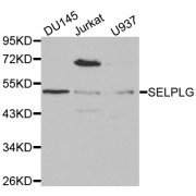 Western blot analysis of extracts of various cell lines, using SELPLG antibody (abx001395) at 1/1000 dilution.