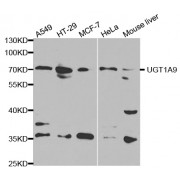 Western blot analysis of extracts of various cell lines, using µgT1A9 antibody (abx001396) at 1/1000 dilution.