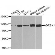 Western blot analysis of extracts of various cell lines, using ADRBK1 antibody (abx001397) at 1/1000 dilution.
