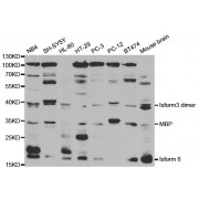 Western blot analysis of extracts of various cell lines, using MBP antibody (abx001398) at 1/1000 dilution.