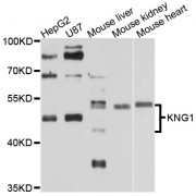 Western blot analysis of extracts of various cell lines, using KNG1 antibody (abx001403) at 1/1000 dilution.