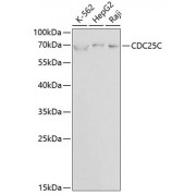 Western blot analysis of extracts of various cell lines, using CDC25C antibody (abx001405) at 1/1000 dilution.