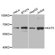 Western blot analysis of extracts of various cell lines, using KAT5 antibody (abx001410) at 1/1000 dilution.