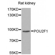 Western blot analysis of extracts of rat kidney, using POU2F1 antibody (abx001413) at 1/1000 dilution.