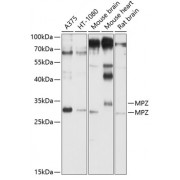 Western blot analysis of extracts of various cell lines, using MPZ antibody (abx001415) at 1/1000 dilution.