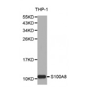 Western blot analysis of extracts of THP-1 cells, using S100A8 antibody (abx001416) at 1/1000 dilution.