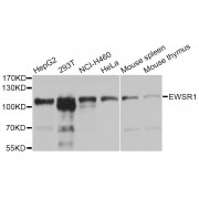 Western blot analysis of extracts of various cell lines, using EWSR1 Antibody (abx001418) at 1/1000 dilution.