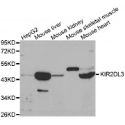 Western blot analysis of extracts of various cell lines, using KIR2DL3 antibody (abx001423) at 1/1000 dilution.