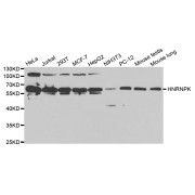 Western blot analysis of extracts of various cell lines, using HNRNPK antibody (abx001426) at 1/1000 dilution.