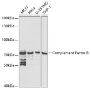 Western blot analysis of extracts of various cell lines, using CFB antibody (abx001430) at 1/1000 dilution.