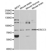Western blot analysis of extracts of various cell lines, using ERCC3 antibody (abx001433) at 1/1000 dilution.