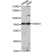 Western blot analysis of extracts of various cell lines, using IFNAR1 antibody (abx001434) at 1/1000 dilution.