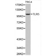 Western blot analysis of extracts of HeLa cells, using TLR5 antibody (abx001438).