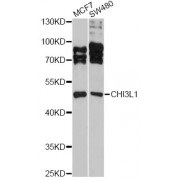 Western blot analysis of extracts of various cell lines, using CHI3L1 antibody (abx001440) at 1:3000 dilution.