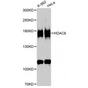 Western blot analysis of extracts of various cell lines, using HDAC6 antibody (abx001445) at 1/1000 dilution.