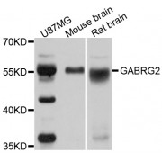 Western blot analysis of extracts of various cell lines, using GABRG2 antibody (abx001446) at 1/1000 dilution.