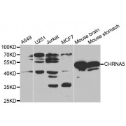 Western blot analysis of extracts of various cell lines, using CHRNA5 antibody (abx001449) at 1/1000 dilution.