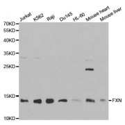 Western blot analysis of extracts of various cell lines, using FXN antibody (abx001453) at 1/1000 dilution.