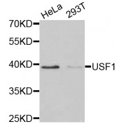 Western blot analysis of extracts of various cell lines, using USF1 antibody (abx001455) at 1/1000 dilution.