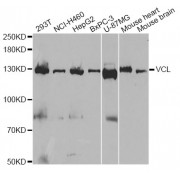 Western blot analysis of extracts of various cell lines, using VCL antibody (abx001459) at 1/1000 dilution.