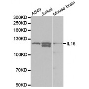 Western blot analysis of extracts of various cell lines, using IL16 antibody (abx001463) at 1/1000 dilution.