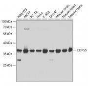 Western blot analysis of extracts of various cell lines, using COPS5 antibody (abx001465) at 1/1000 dilution.