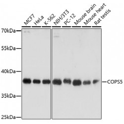COP9 Signalosome Subunit 5 (COPS5) Antibody