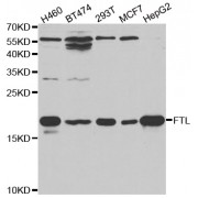 Western blot analysis of extracts of various cell lines, using FTL antibody (abx001467) at 1/1000 dilution.