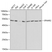 Western blot analysis of extracts of various cell lines, using IFNAR2 antibody (abx001468) at 1/1000 dilution.