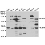 Western blot analysis of extracts of various cell lines, using BUB1B antibody (abx001472) at 1/1000 dilution.