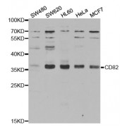Western blot analysis of extracts of various cell lines, using CD82 antibody (abx001475) at 1/1000 dilution.