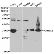 Western blot analysis of extracts of various cell lines, using AKR1C3 antibody (abx001477) at 1/1000 dilution.