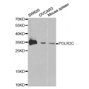 Western blot analysis of extracts of various cell lines, using POLR2C antibody (abx001481) at 1/1000 dilution.