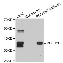 RNA Polymerase II Subunit C (POLR2C) Antibody