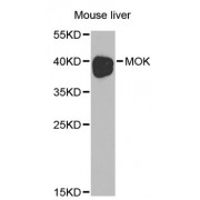 Western blot analysis of extracts of mouse liver, using MOK antibody (abx001482) at 1/1000 dilution.
