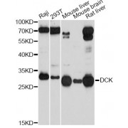 Western blot analysis of extracts of various cell lines, using DCK Antibody (abx001486) at 1/1000 dilution.