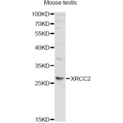 Western blot analysis of extracts of mouse testis, using XRCC2 antibody (abx001491) at 1/1000 dilution.