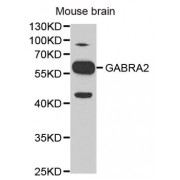 Western blot analysis of extracts of mouse brain, using GABRA2 antibody (abx001493) at 1/1000 dilution.