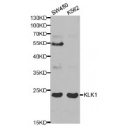 Western blot analysis of extracts of various cell lines, using KLK1 antibody (abx001495) at 1/1000 dilution.