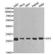 Western blot analysis of extracts of various cell lines, using EIF6 antibody (abx001502) at 1/1000 dilution.