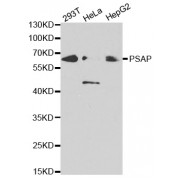 Western blot analysis of extracts of various cell lines, using PSAP antibody (abx001503) at 1/1000 dilution.