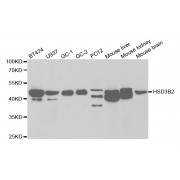 Western blot analysis of extracts of various cell lines, using HSD3B2 antibody (abx001506) at 1/1000 dilution.