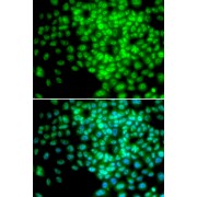 Immunofluorescence analysis of HeLa cells using POLR2F antibody (abx001507). Blue: DAPI for nuclear staining.