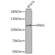 Western blot analysis of extracts of BT-474 cells, using GRIA1 antibody (abx001509) at 1/1000 dilution.