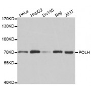 Western blot analysis of extracts of various cell lines, using POLH antibody (abx001515) at 1/1000 dilution.