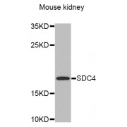 Western blot analysis of extracts of mouse kidney, using SDC4 antibody (abx001516) at 1/1000 dilution.