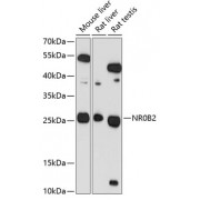 Western blot analysis of extracts of various cell lines, using NR0B2 antibody (abx001518) at 1/1000 dilution.